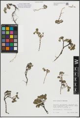 Foto von Salix polaris Wahlenb.